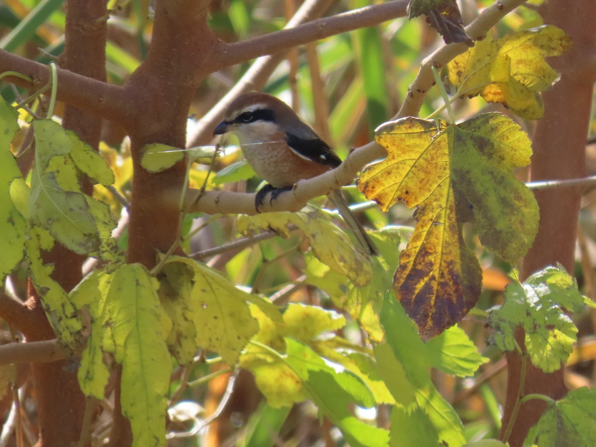 Сорокопуд японський - ML646093311