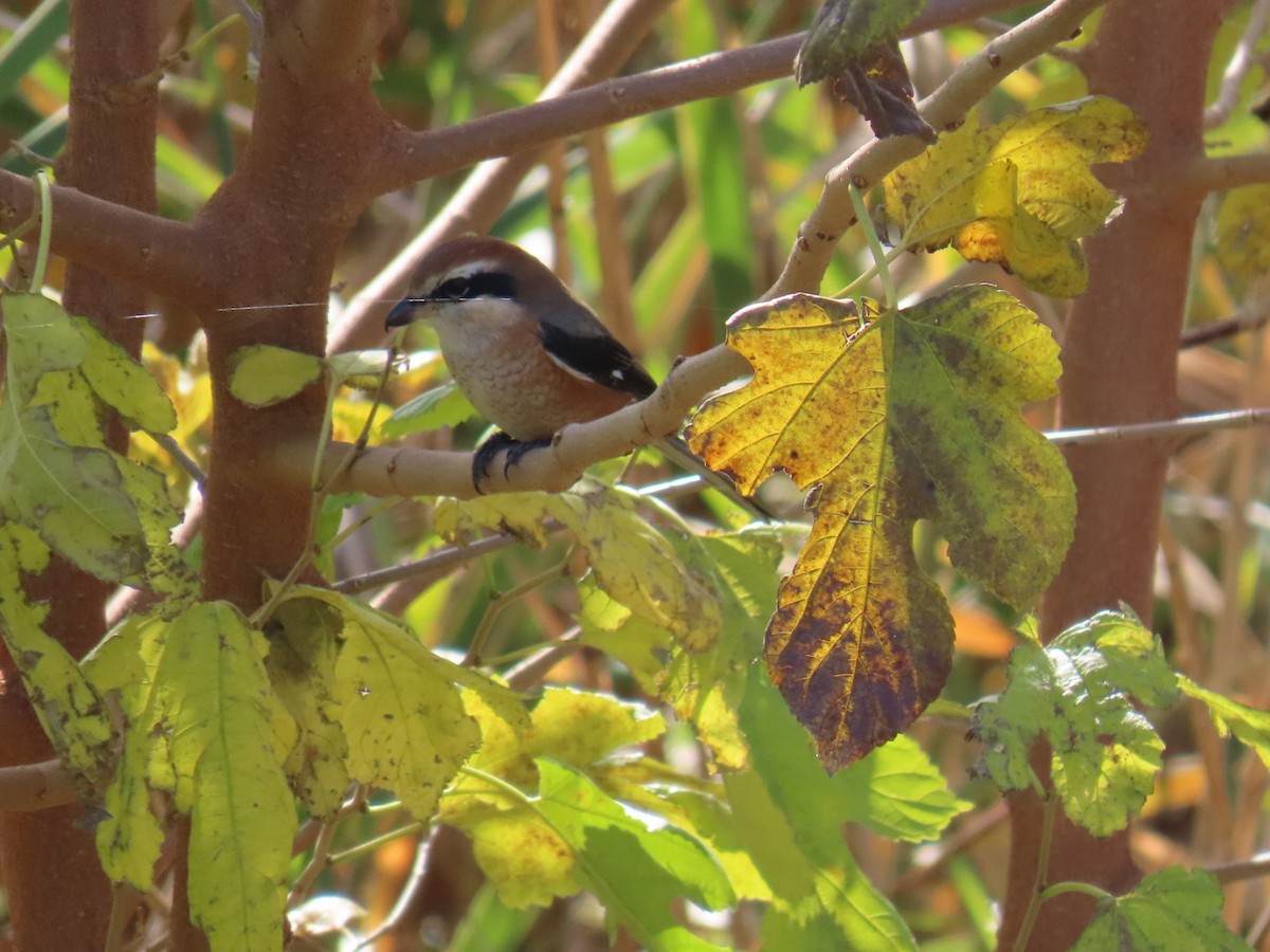 Сорокопуд японський - ML646093312