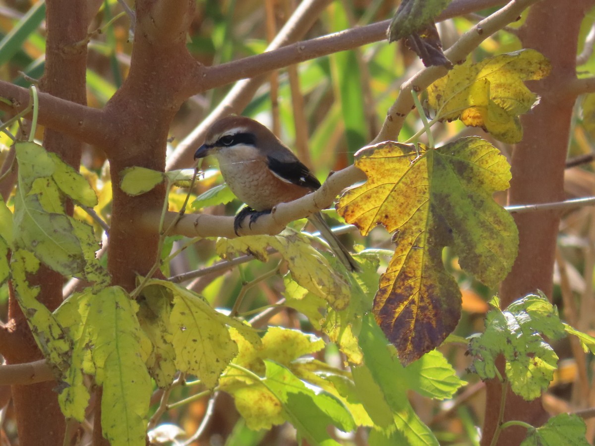 Сорокопуд японський - ML646093313