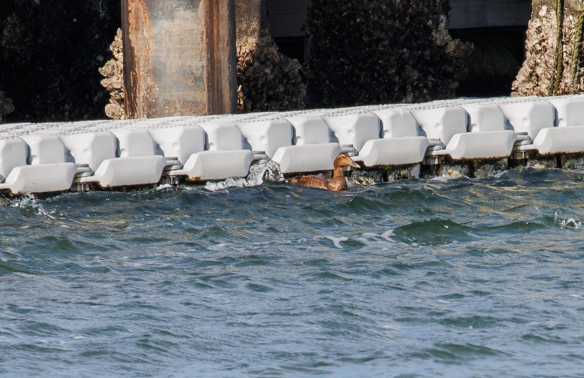 kajka mořská - ML646093319