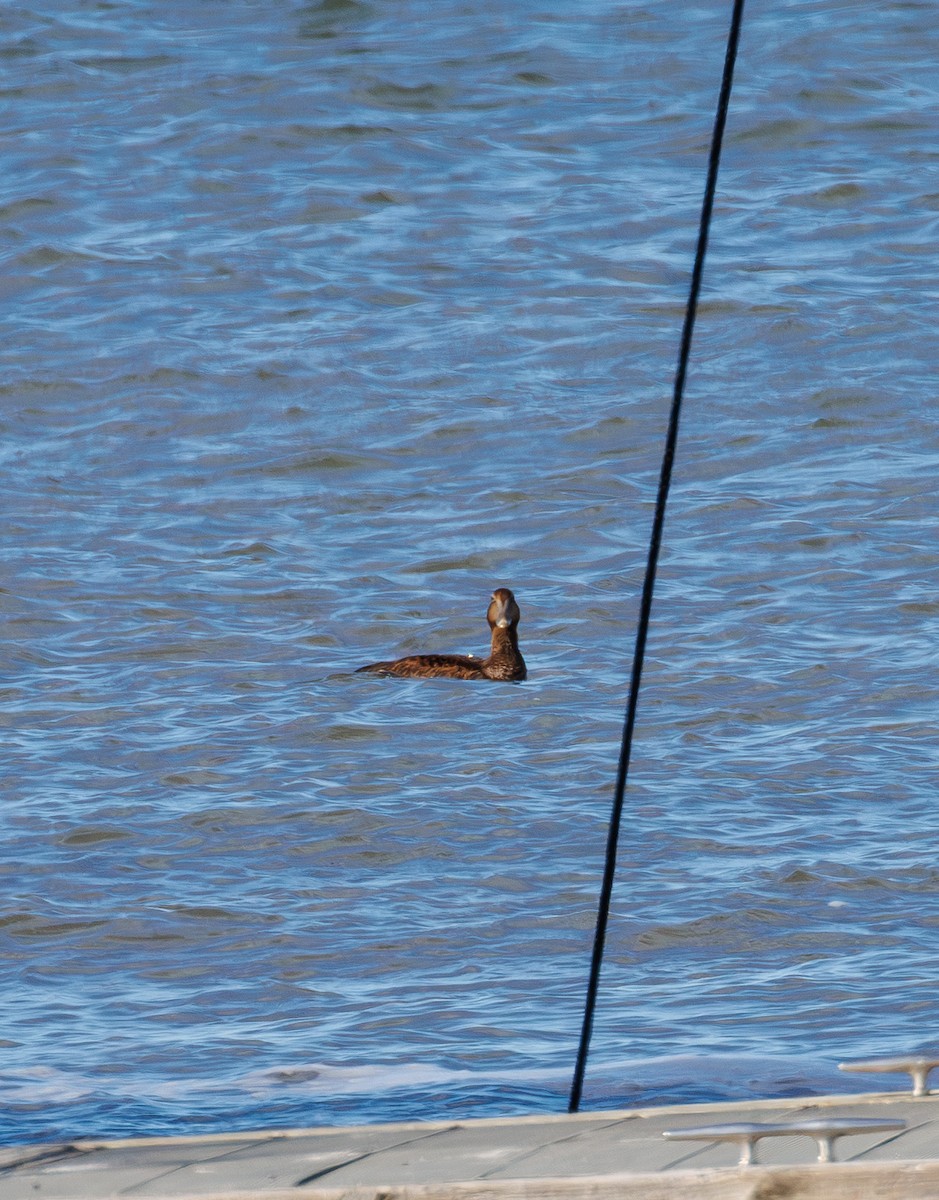 kajka mořská - ML646093320