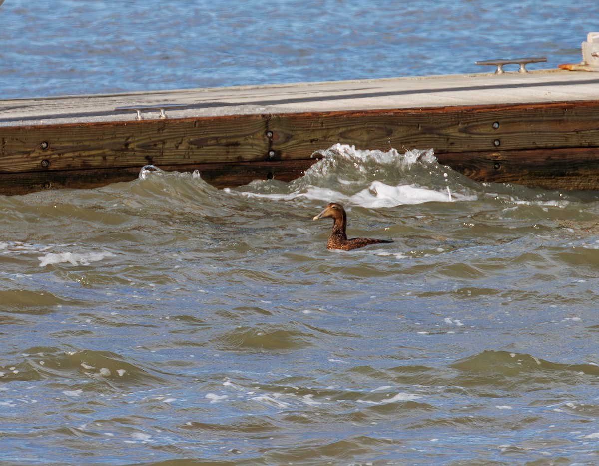 kajka mořská - ML646093321