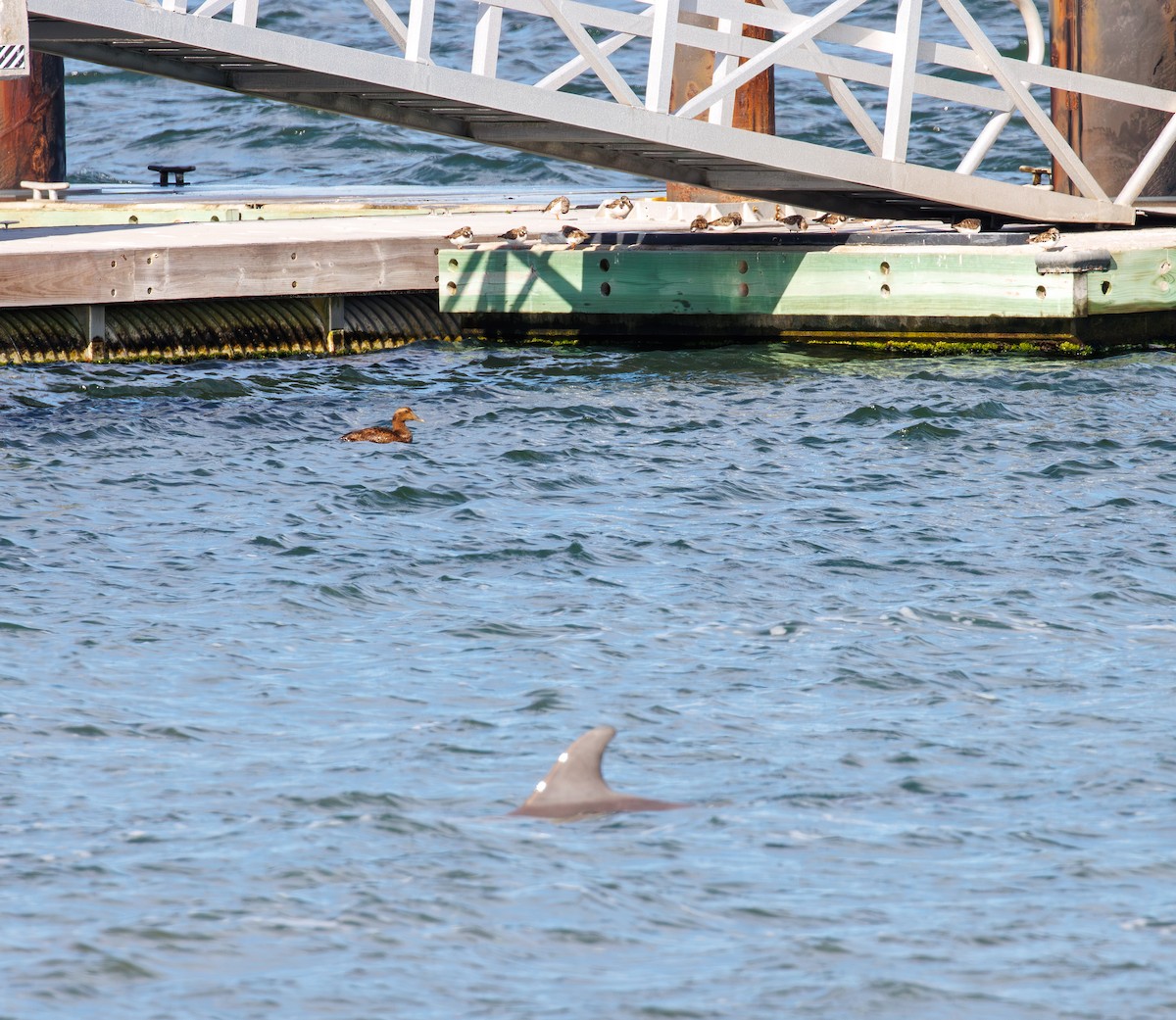 kajka mořská - ML646093322