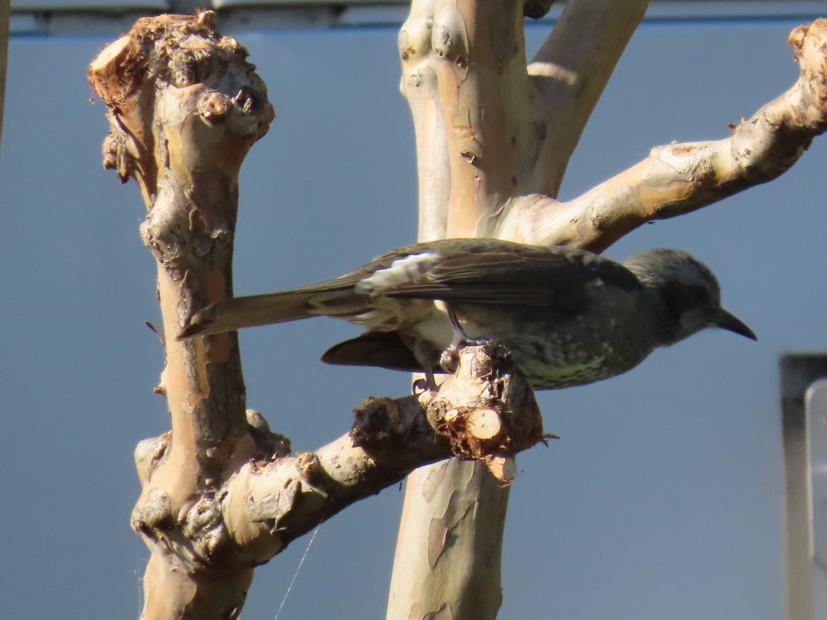 Оливник короткопалий - ML646093323