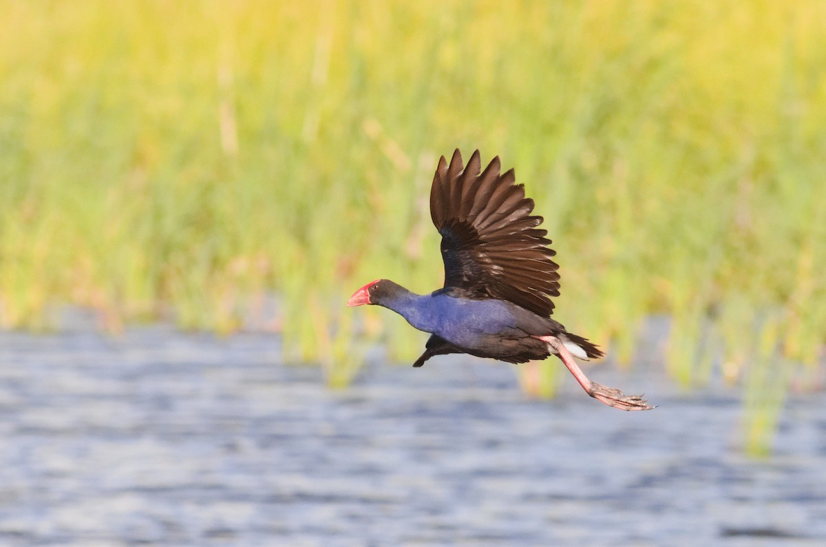 Australasian Swamphen - ML646093327