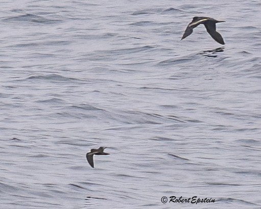 Least Storm-Petrel - ML646093328