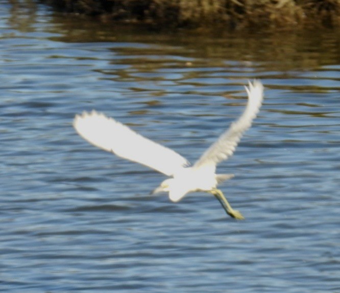 Little Blue Heron - ML646093329