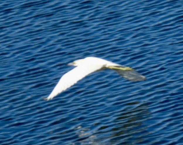 Little Blue Heron - ML646093330