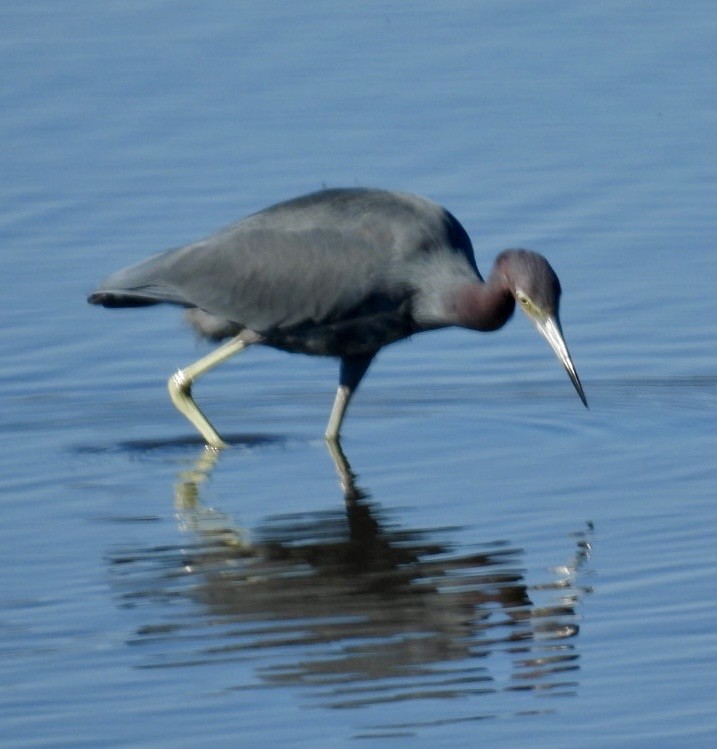 Little Blue Heron - ML646093331