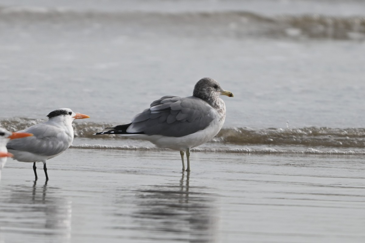 California Gull - ML646093333