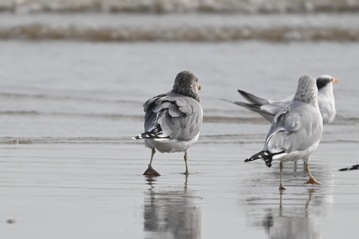 California Gull - ML646093334