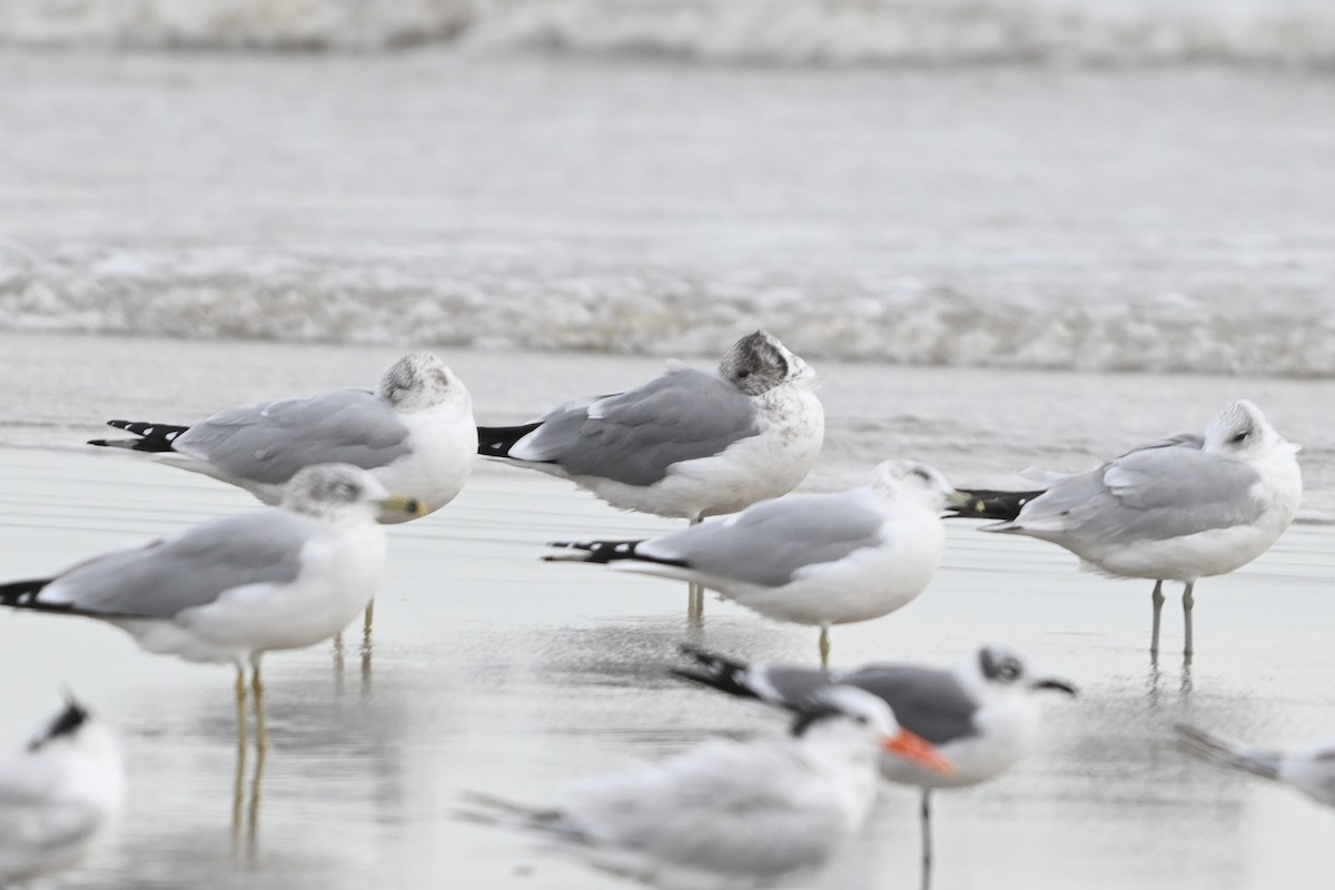 California Gull - ML646093335
