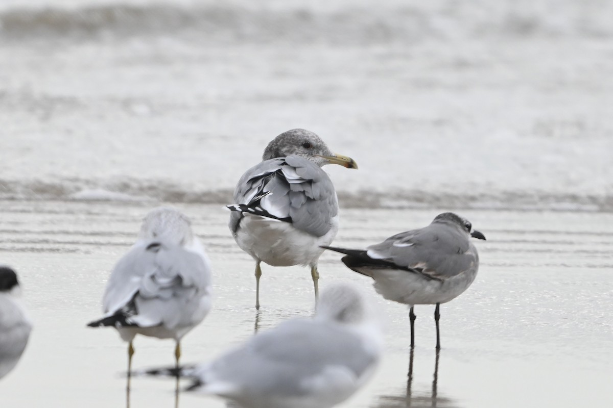 California Gull - ML646093336