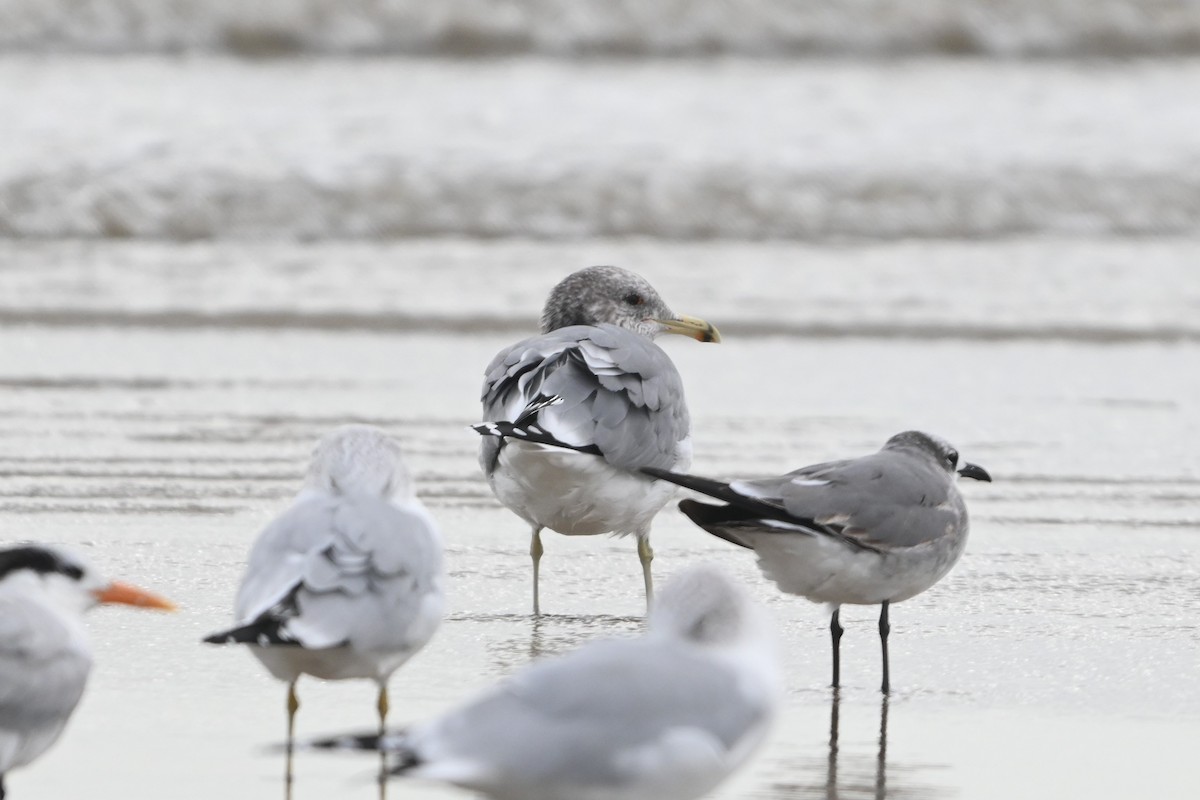 California Gull - ML646093337