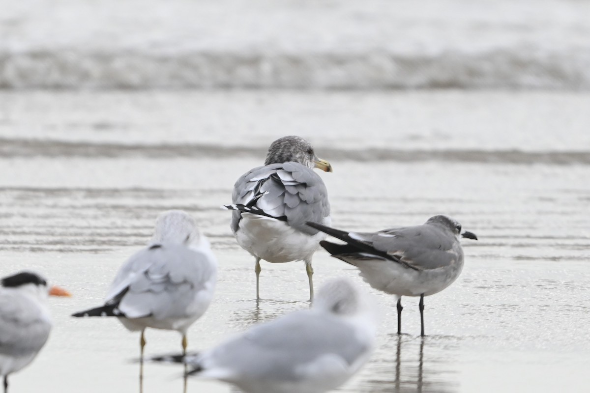 California Gull - ML646093338