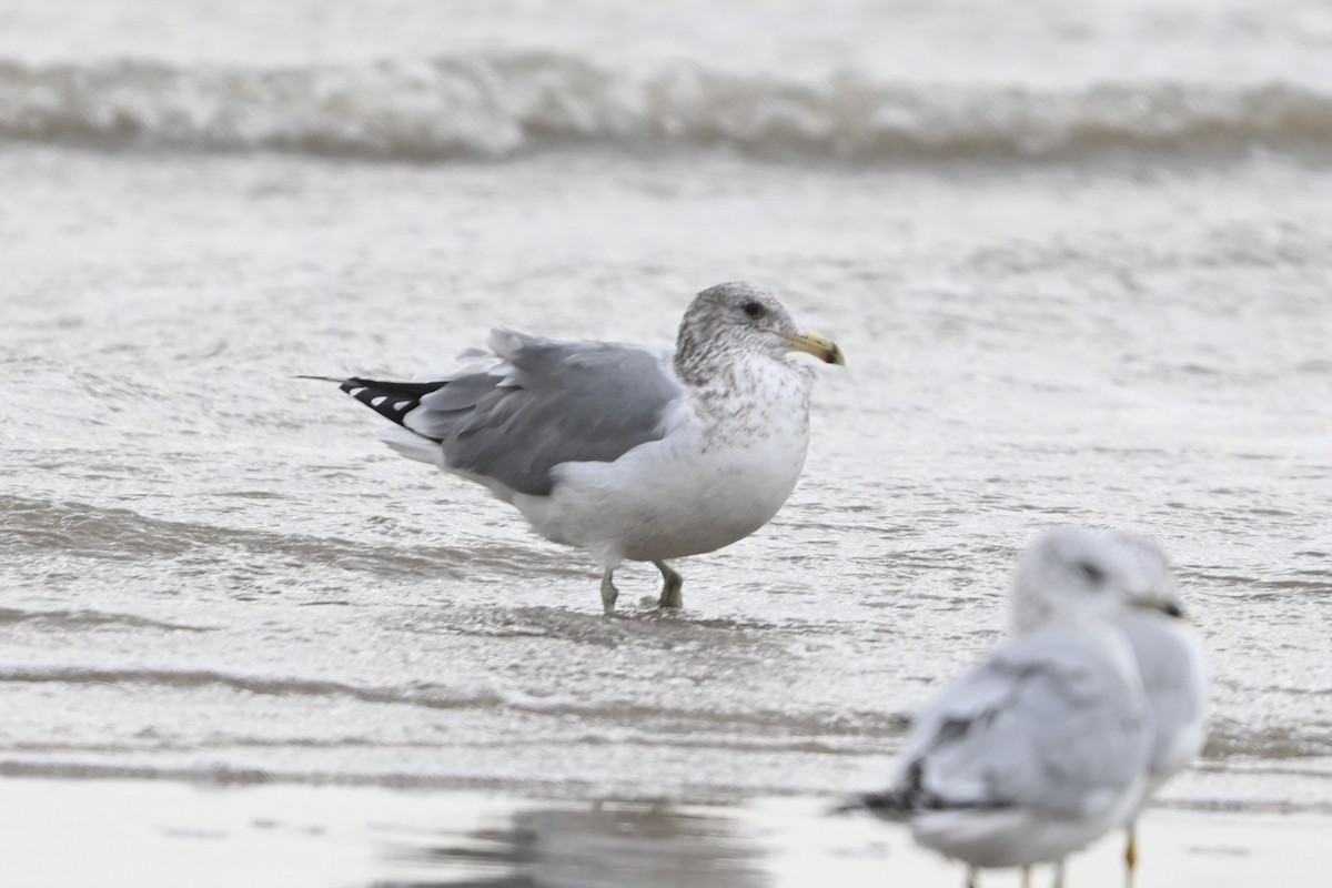 California Gull - ML646093339