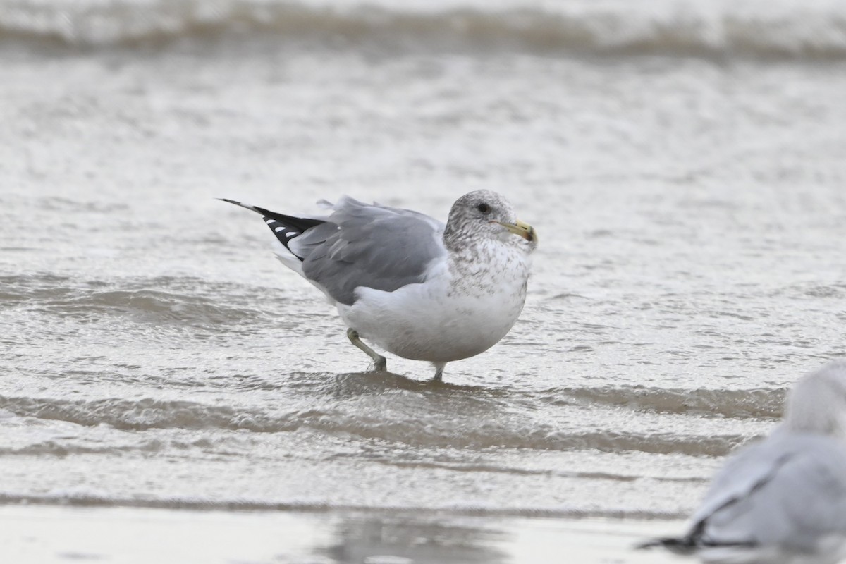 California Gull - ML646093340