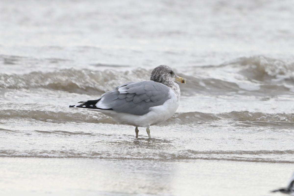 California Gull - ML646093341