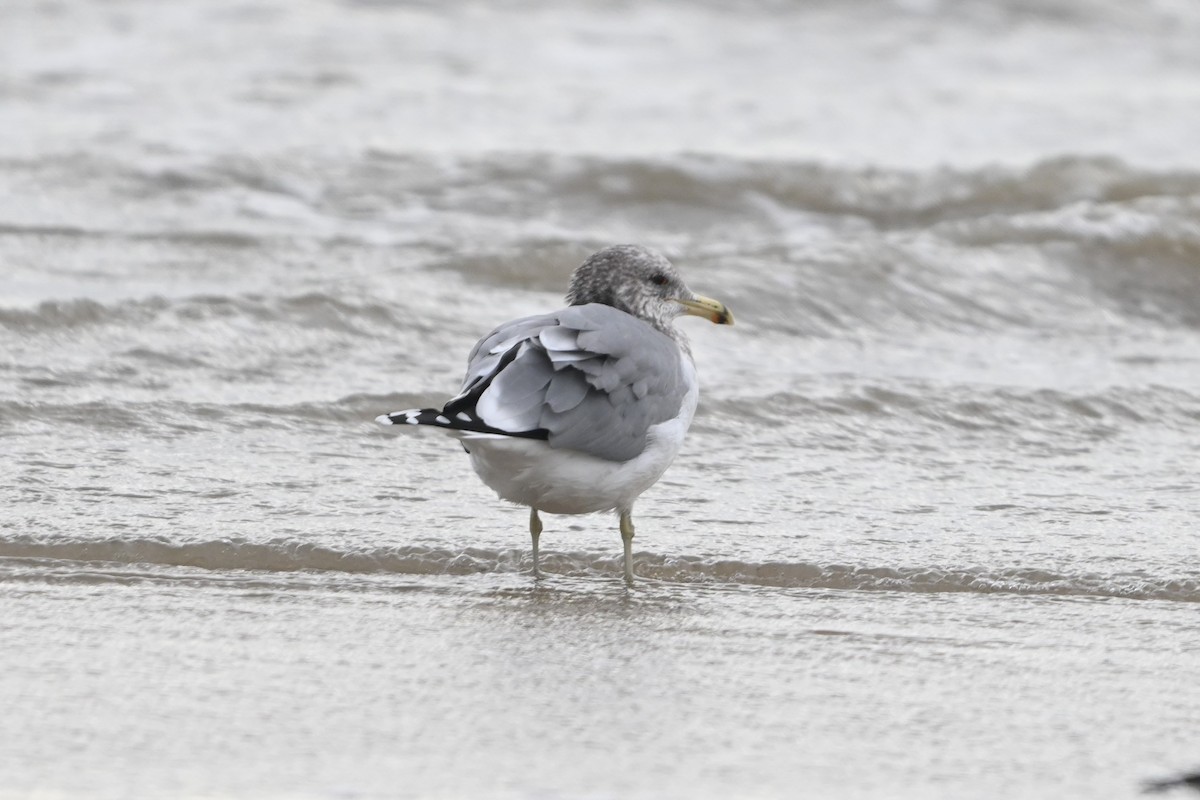 California Gull - ML646093342