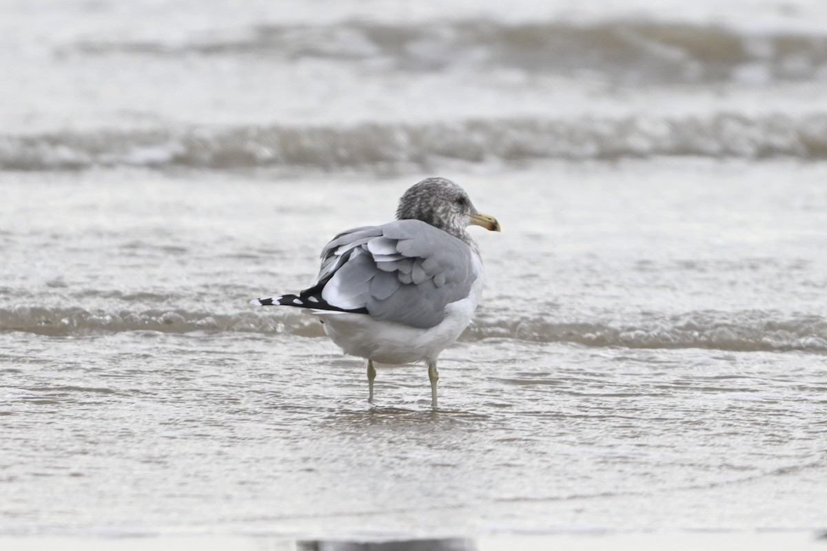 California Gull - ML646093343