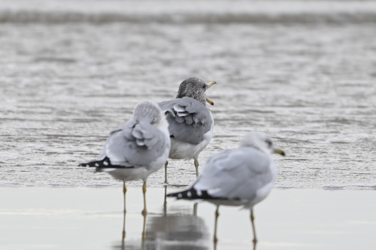 California Gull - ML646093344