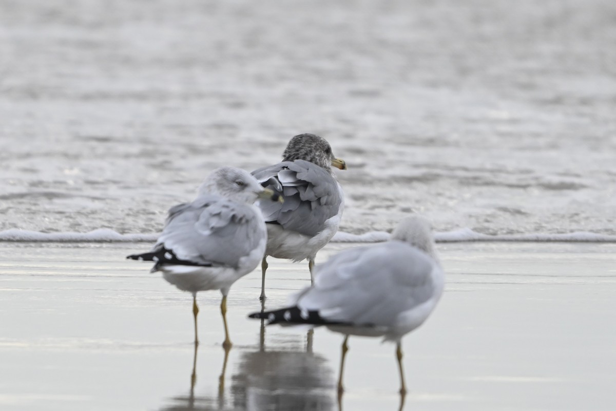California Gull - ML646093345