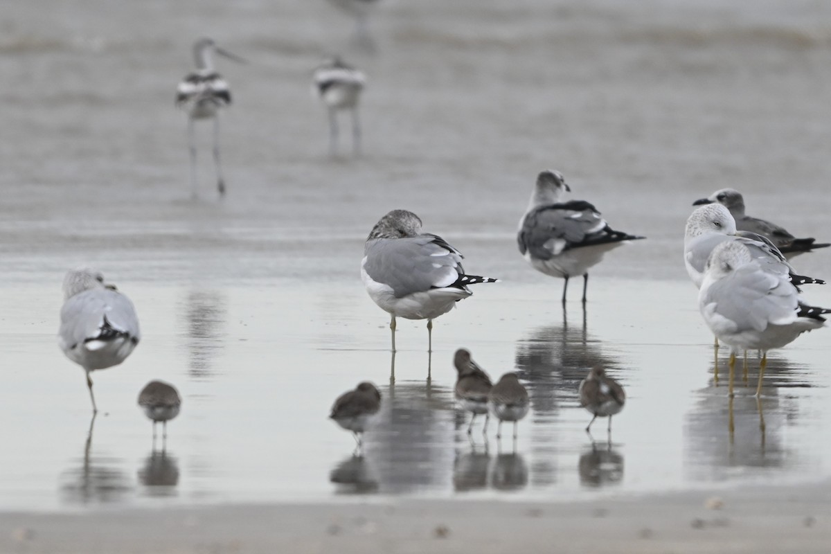 California Gull - ML646093346