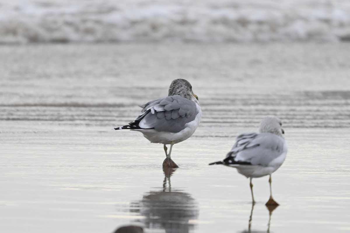 California Gull - ML646093347