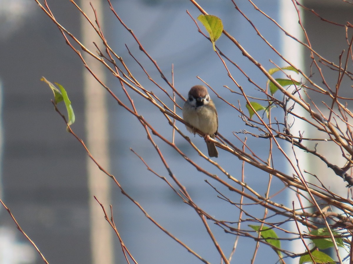 Горобець польовий - ML646093348