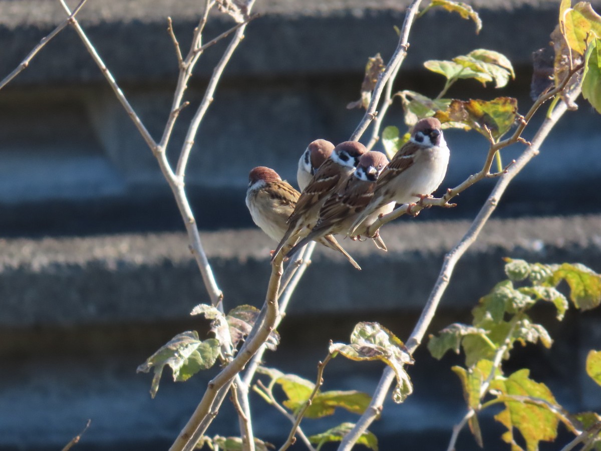 Горобець польовий - ML646093349