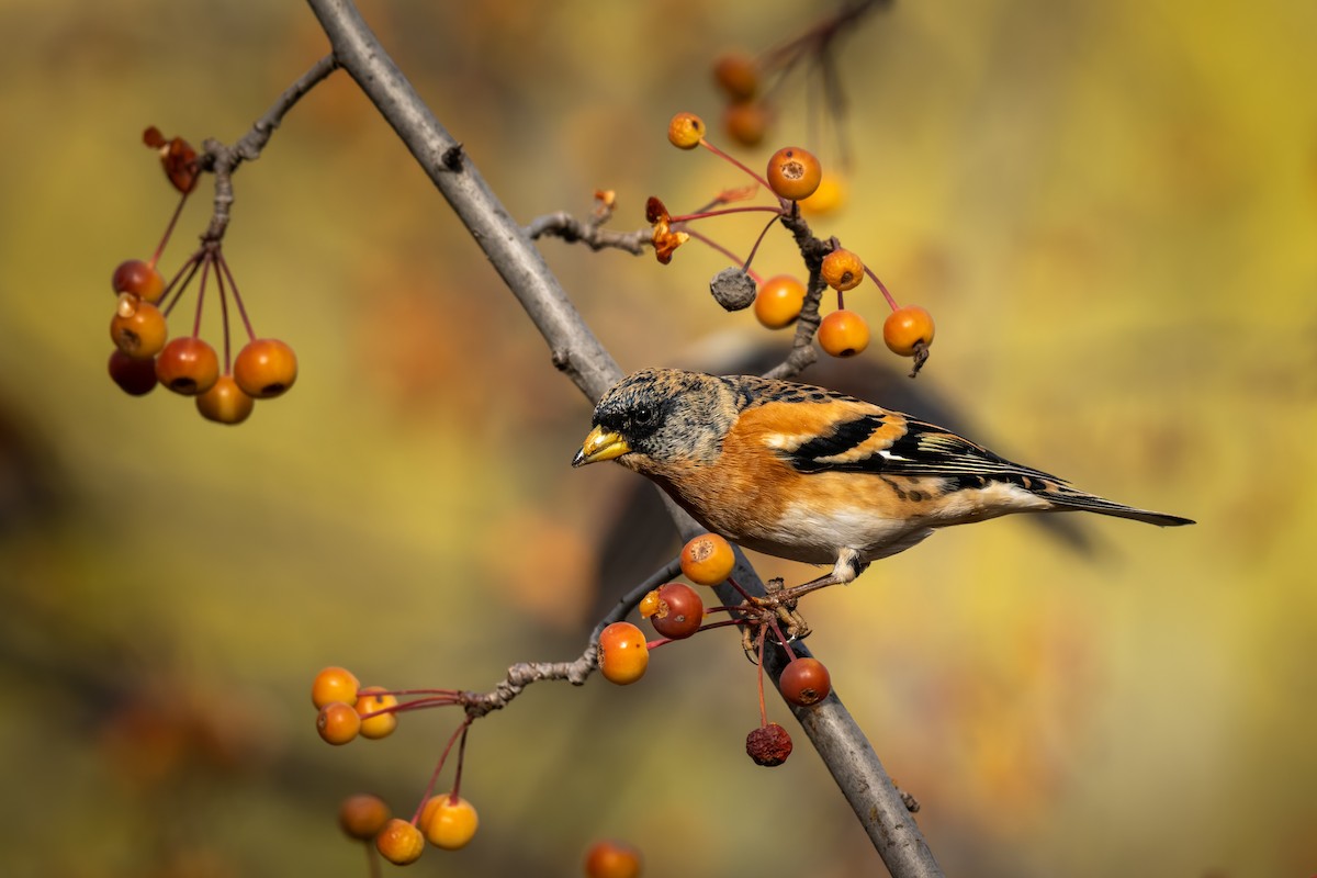 Brambling - ML646093350