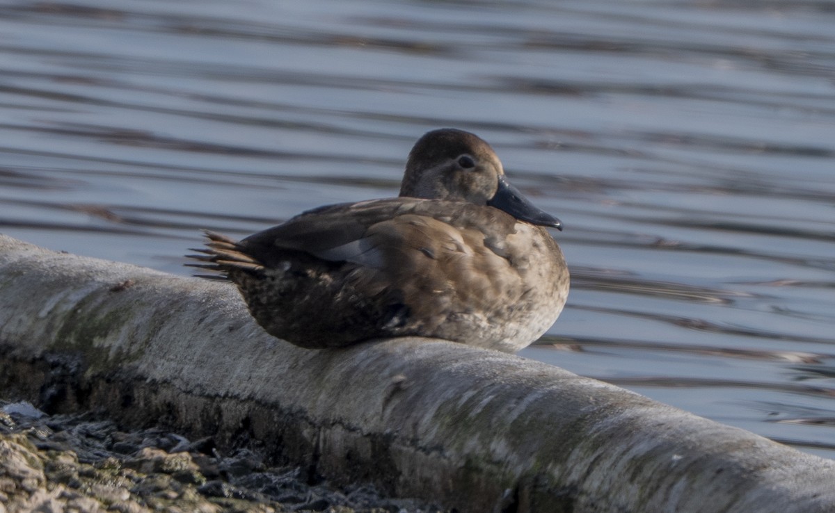 polák americký - ML646093351