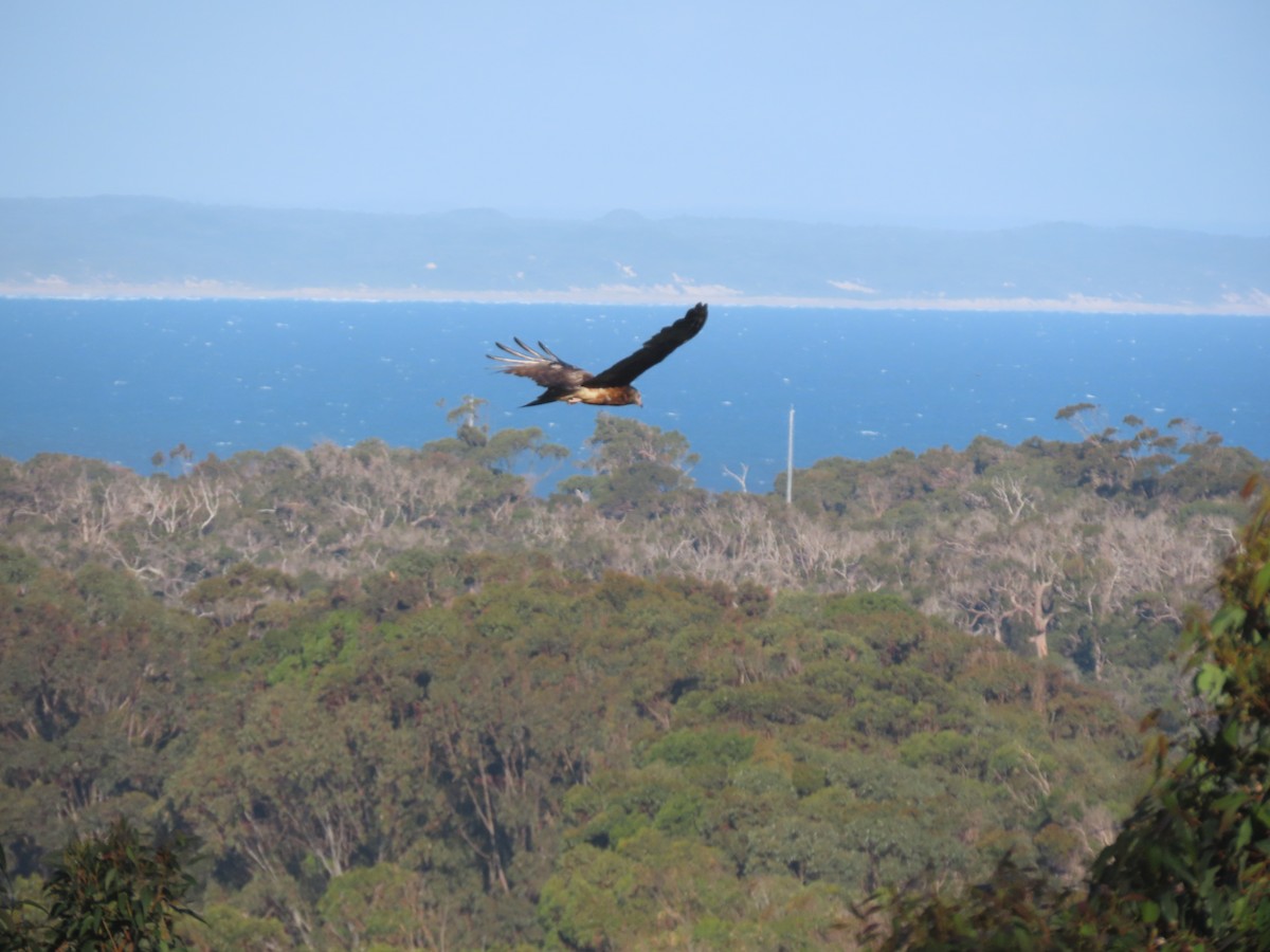 Square-tailed Kite - ML646093352