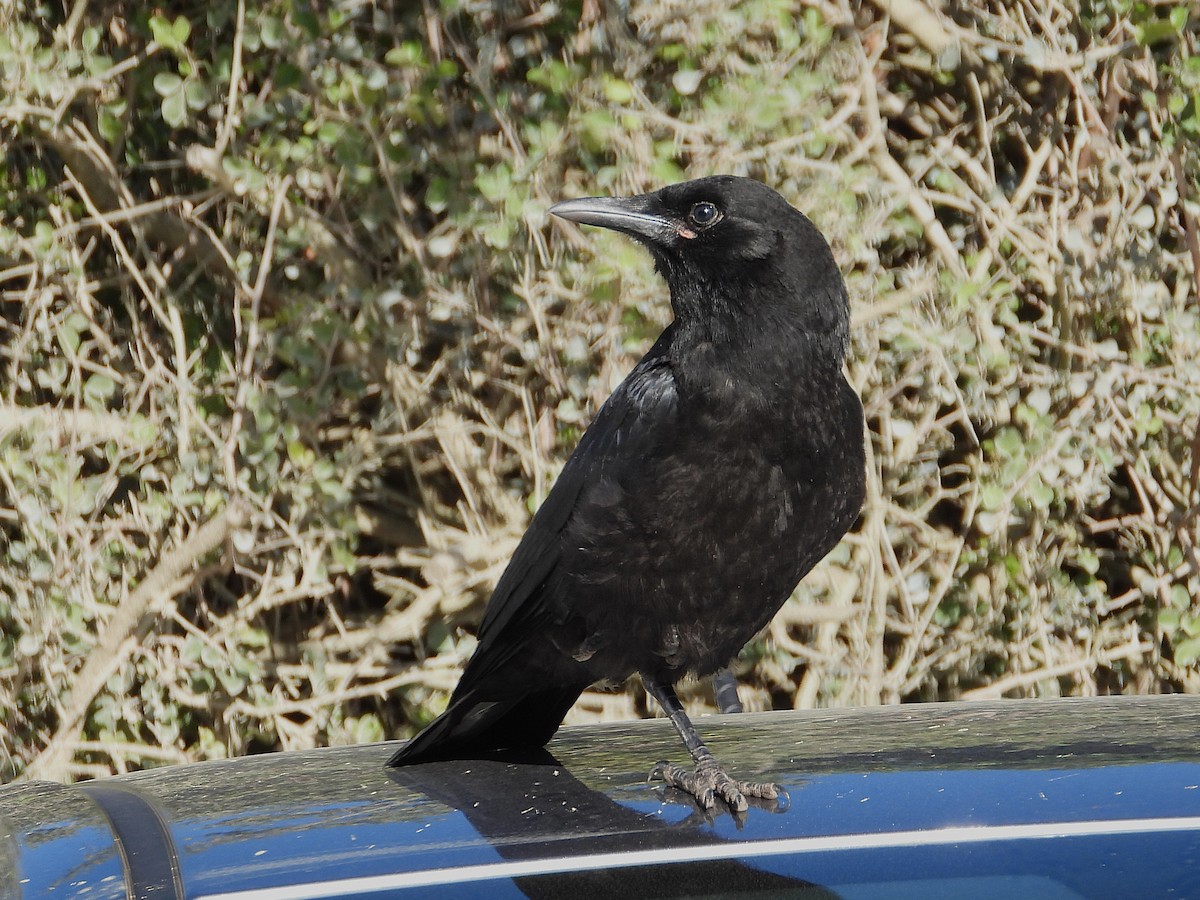 Cape Crow - ML646093353