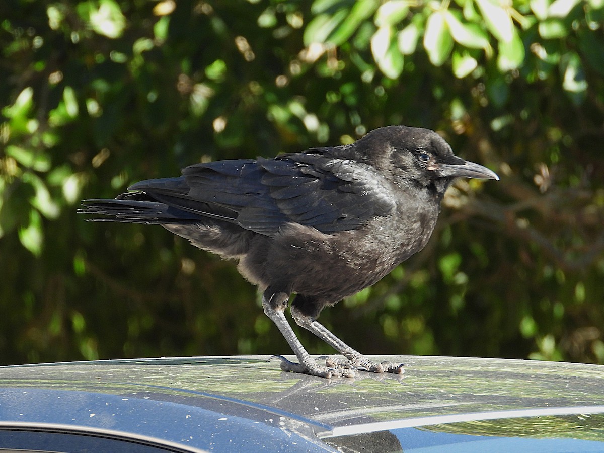 Cape Crow - ML646093354