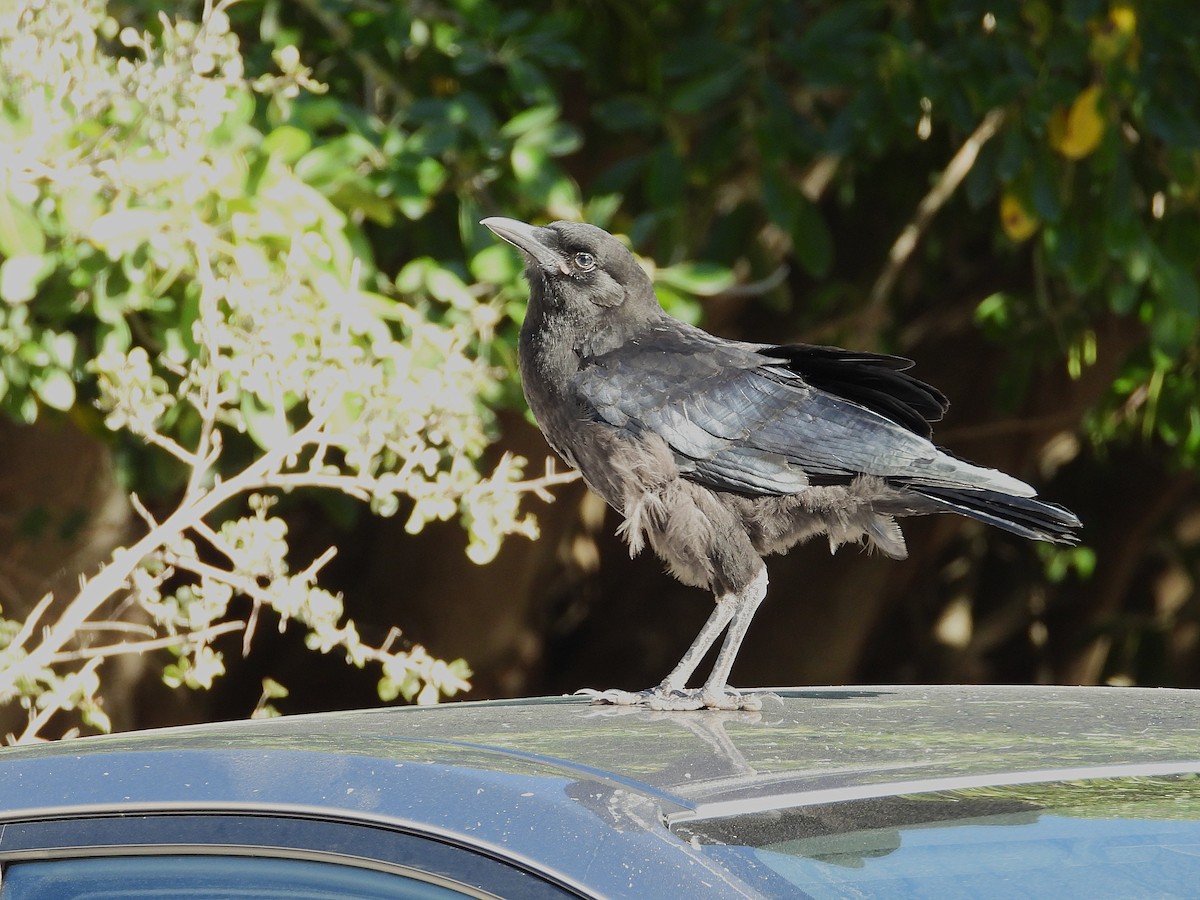 Cape Crow - ML646093355