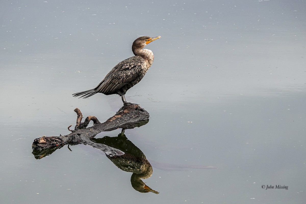 Double-crested Cormorant - ML646093359