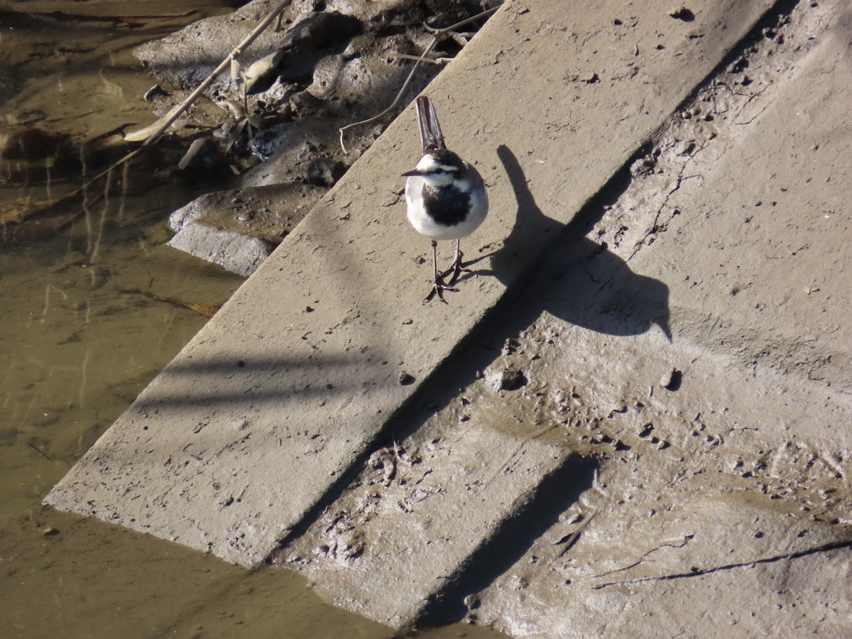 Плиска біла - ML646093360