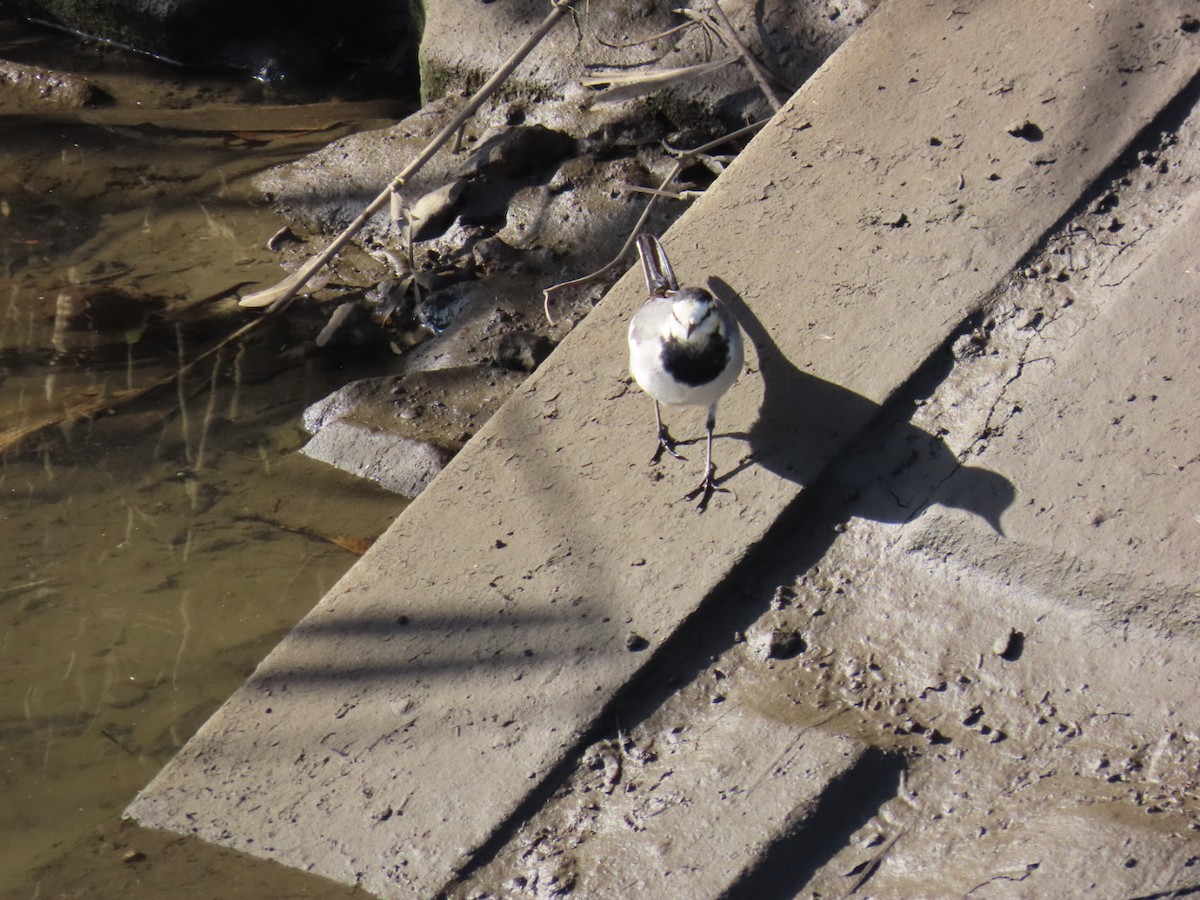 Плиска біла - ML646093361