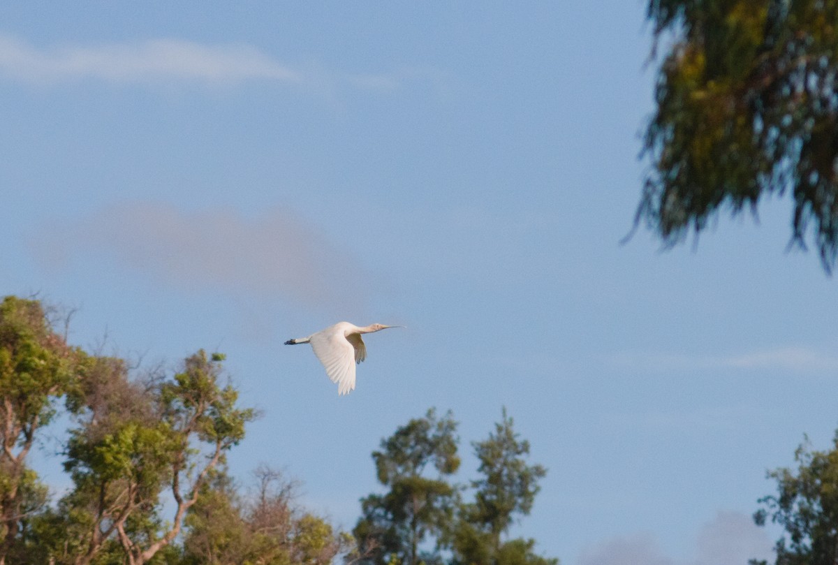Yellow-billed Spoonbill - ML646093365