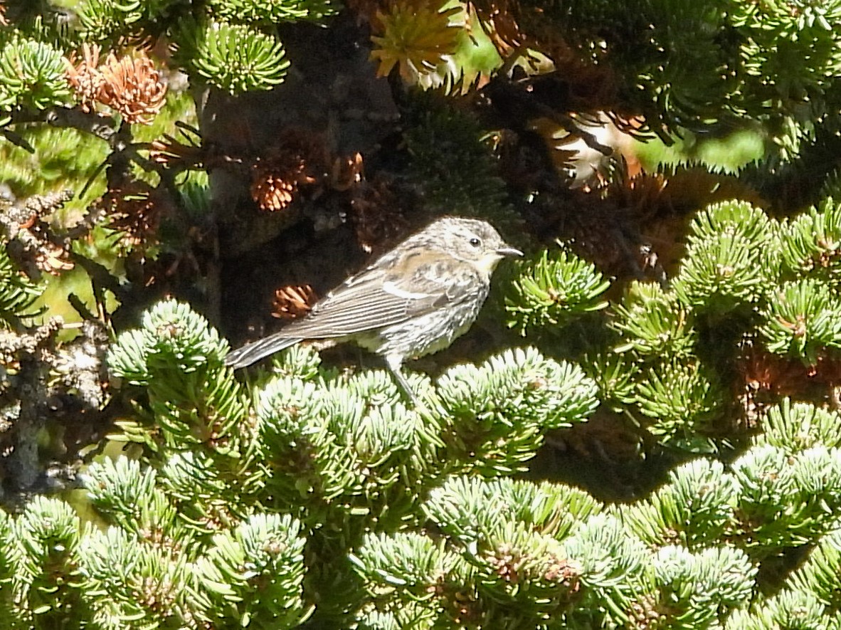 Yellow-rumped Warbler (Audubon's) - ML646093366