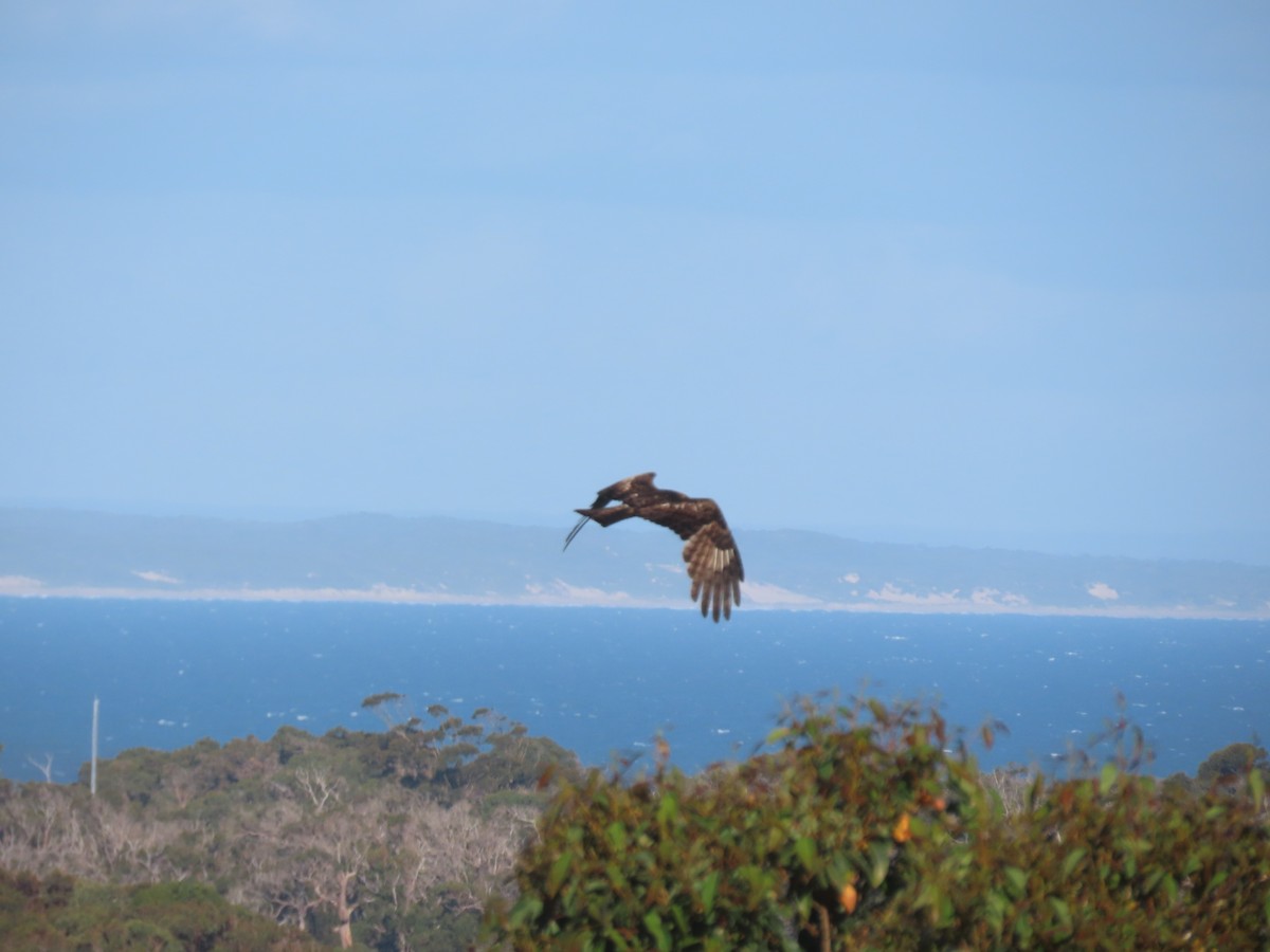 Square-tailed Kite - ML646093367