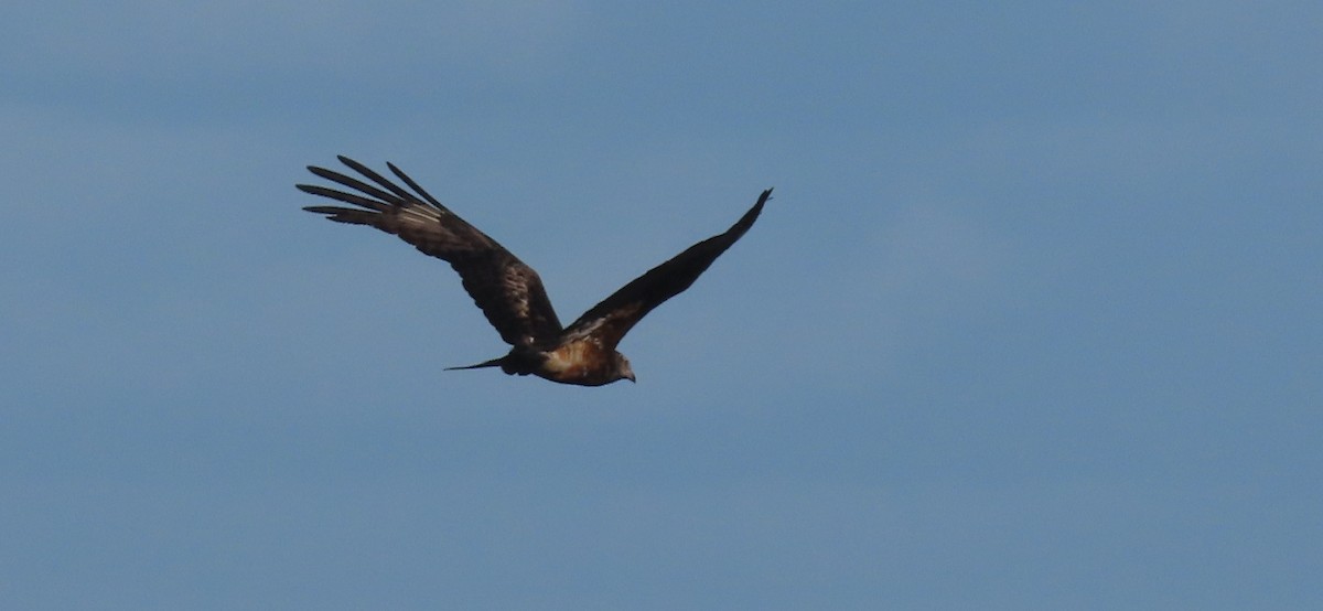 Square-tailed Kite - ML646093368