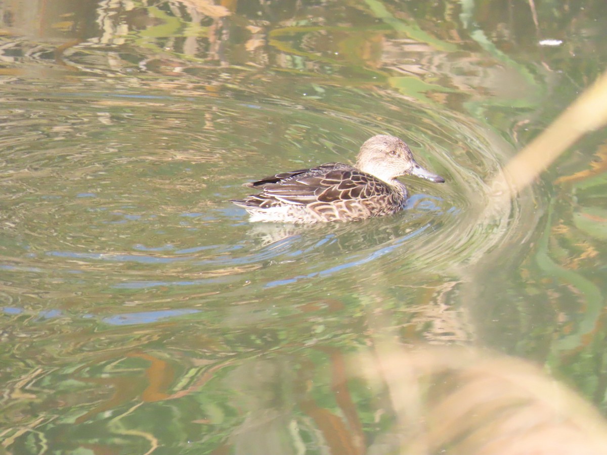 Чирянка мала - ML646093370