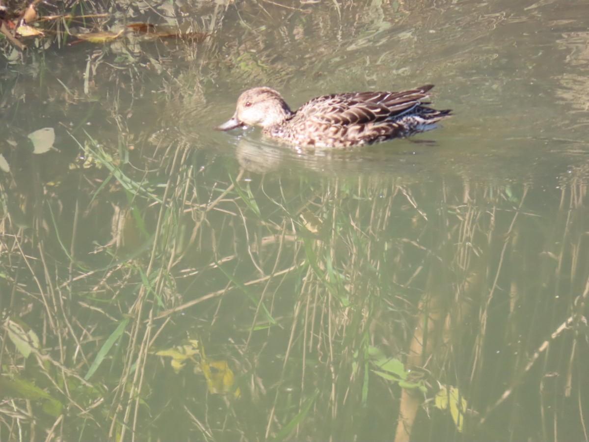 Чирянка мала - ML646093371