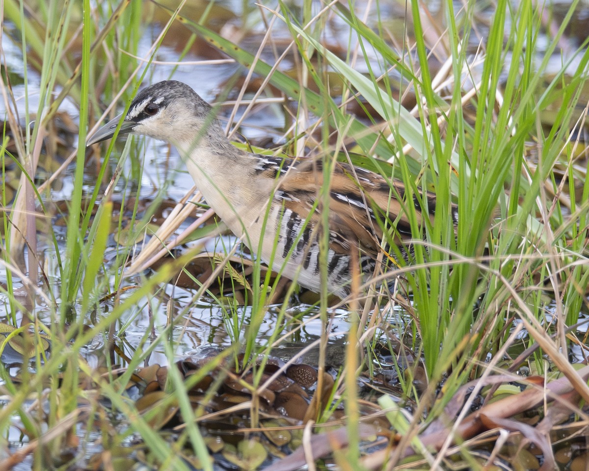 Yellow-breasted Crake - ML646093375