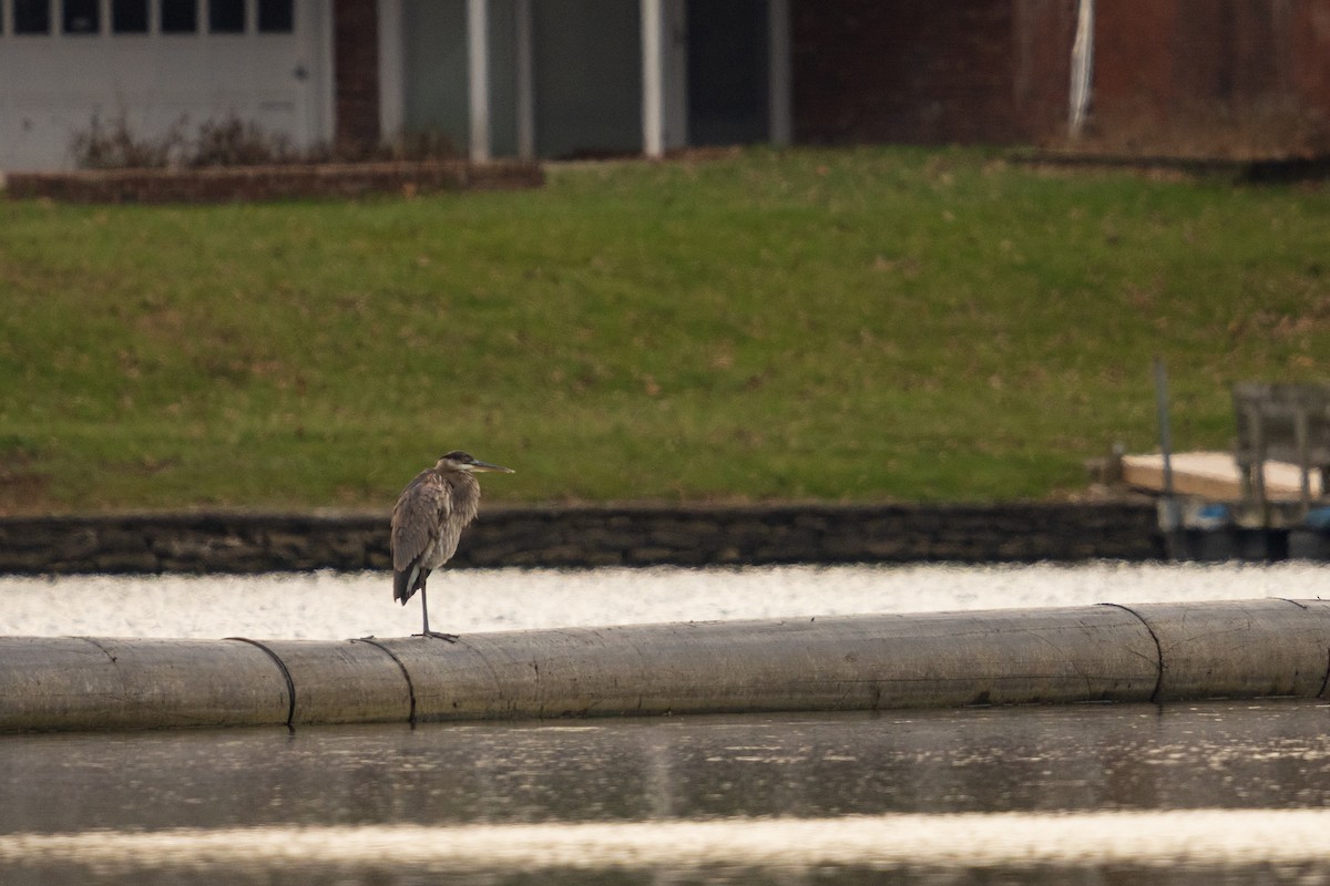 Koartza hauskara amerikarra - ML646093379