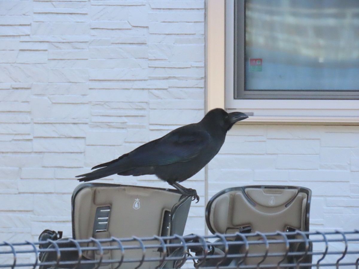 Large-billed Crow - ML646093381