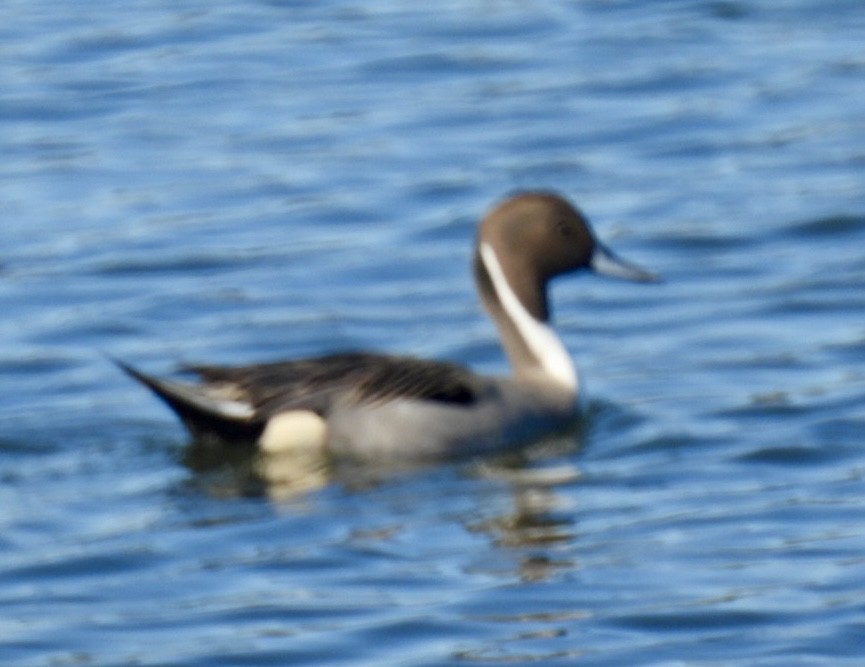 Northern Pintail - ML646093382