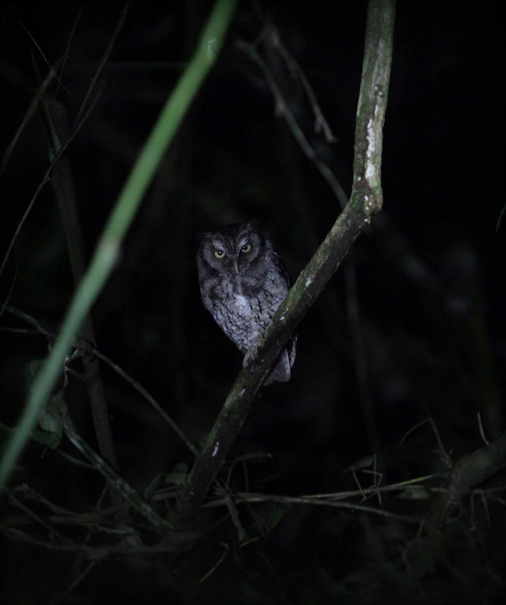 Middle American Screech-Owl - ML646093384